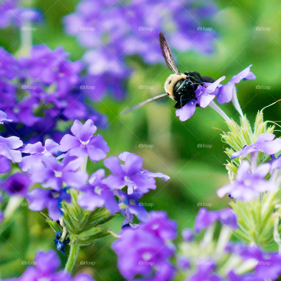 Lilac Bee Attack