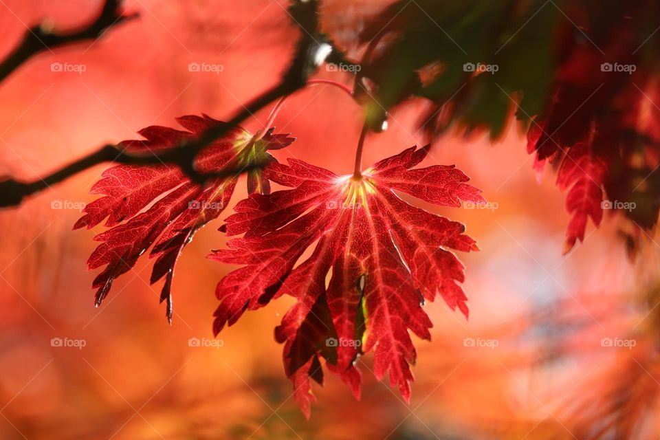 Beautiful red maple leaves