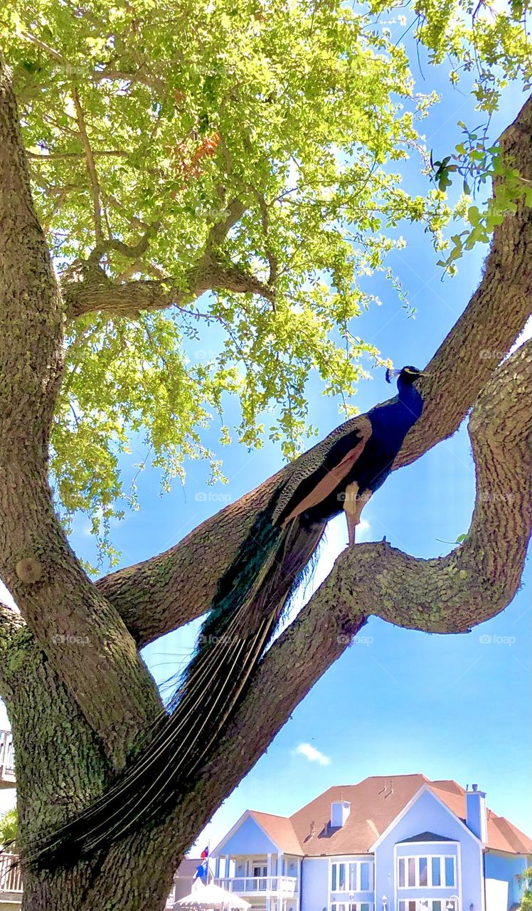 Unusual sus-pets! My neighbors pet!! A beautiful peacock in the shade of a tree, resting from the Texas heat. 