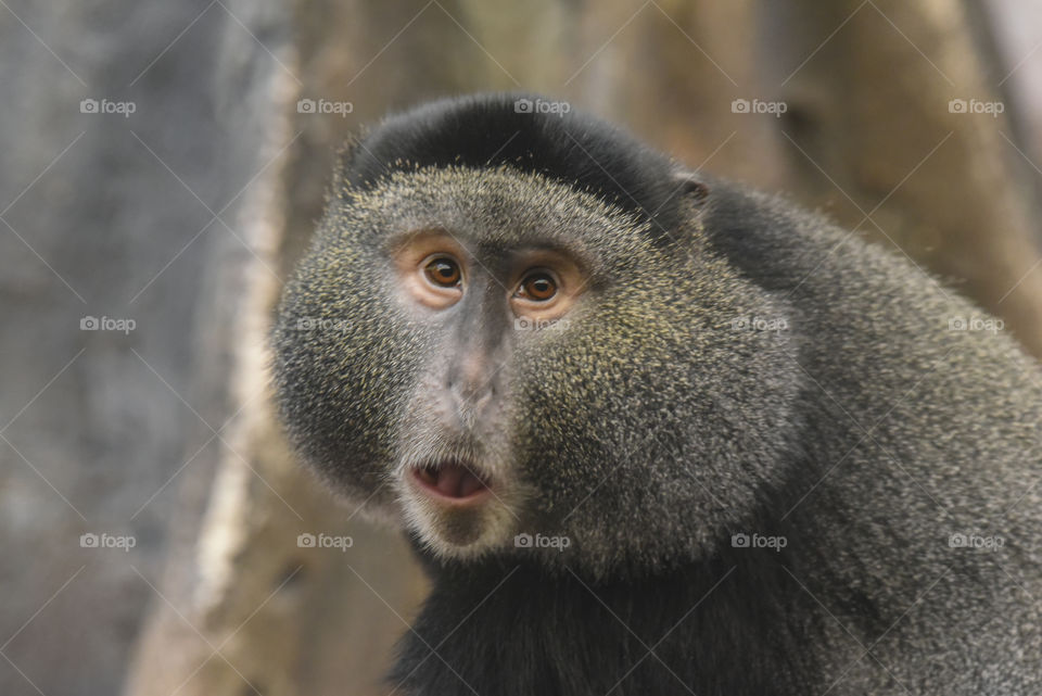 Blue Monkey with a look of disbelief
