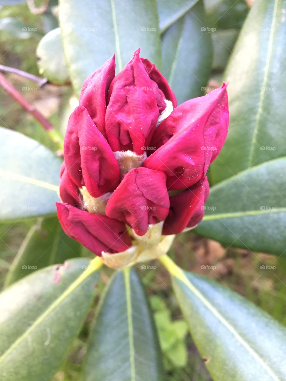 Rhododendron in my garden 