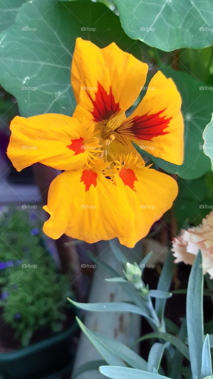 nasturtium one flower yellow with orange and red in the middle green leaves