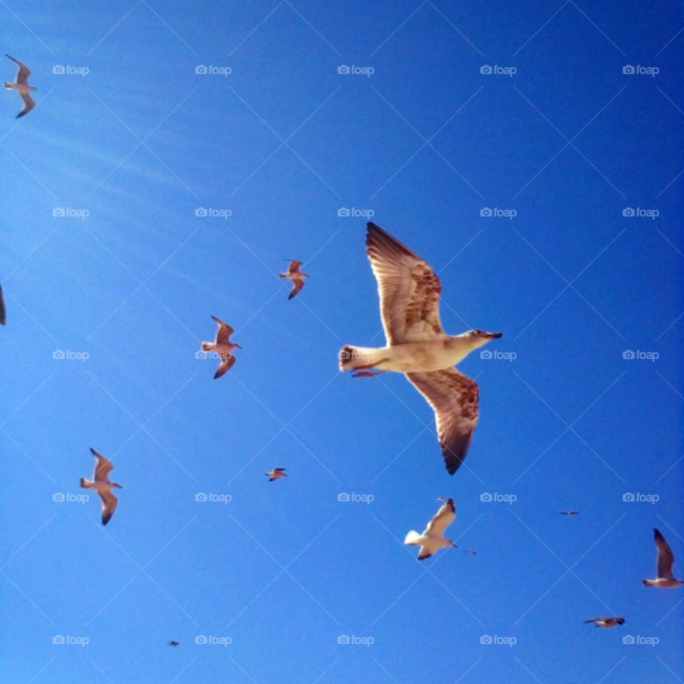 group of seagulls in flight over the blue sky.