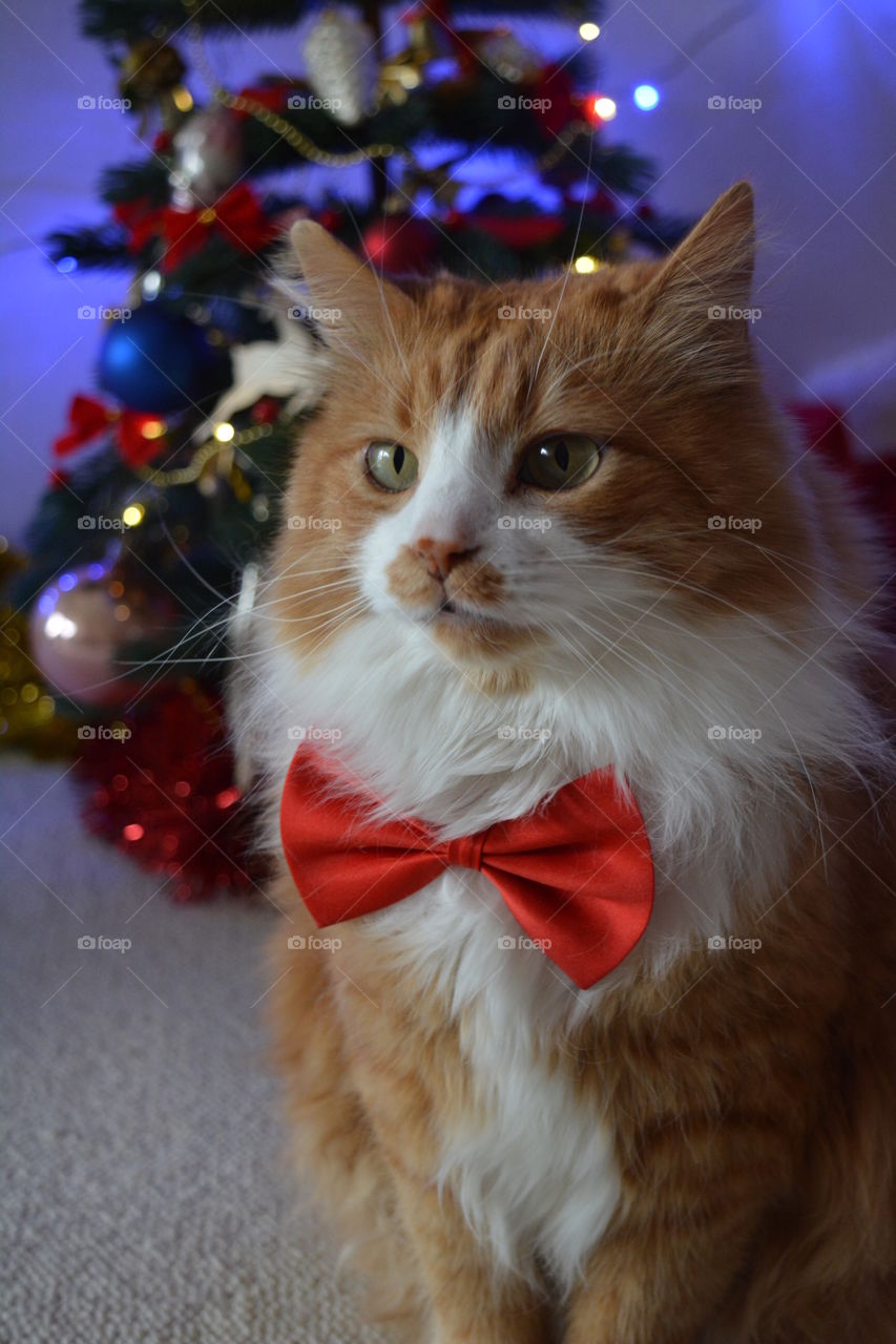 ginger cat in red bow tie Christmas holiday funny portrait and Christmas decorations