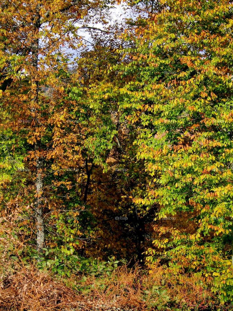 nature outdoors colors tree by refocusphoto