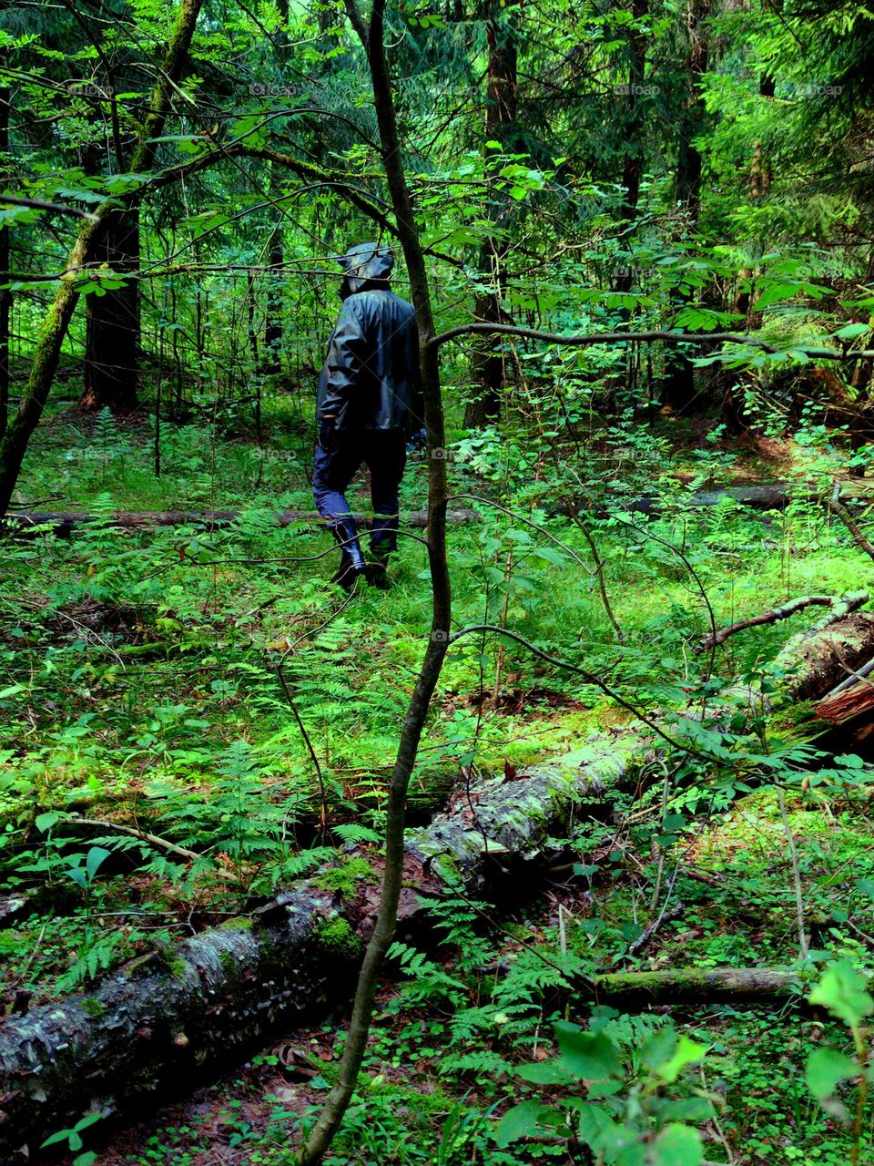 The beauty of the green forest.  Dense forest with dark green tree leaves and ferns.  A man walks through the forest