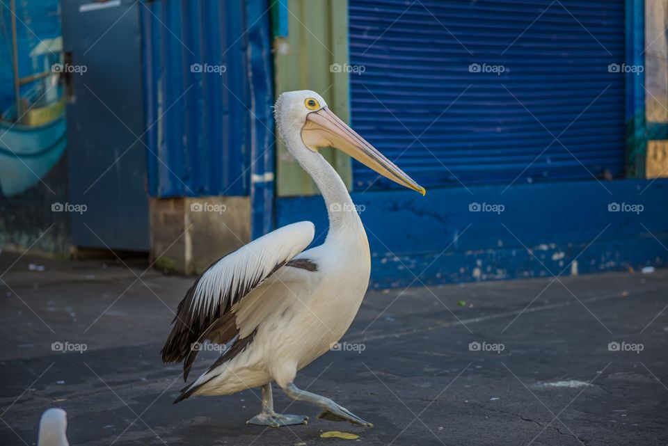 Pelican