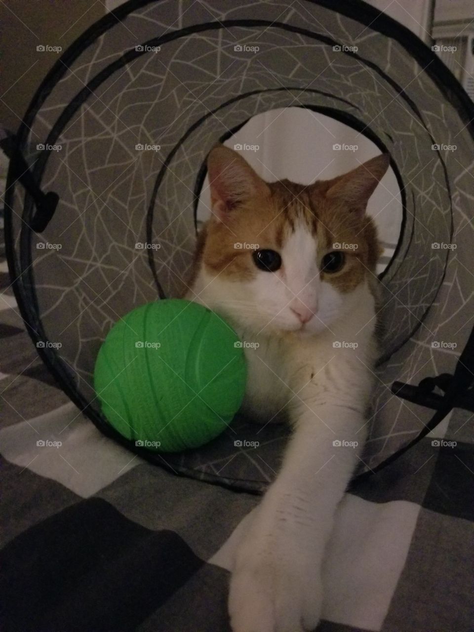 playing cat