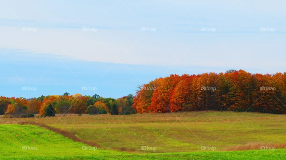 Pasture contrasts in Fall