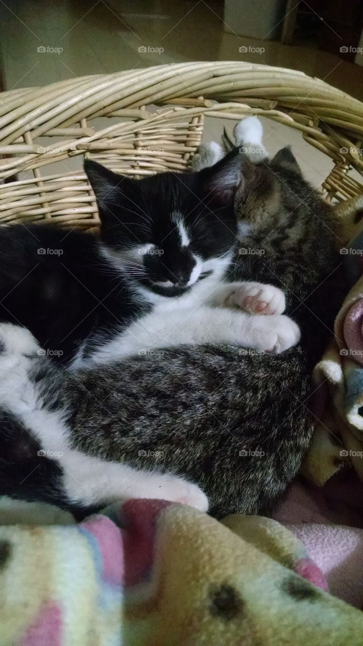cuddley kittens