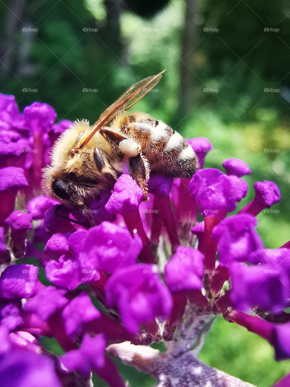 macro bee