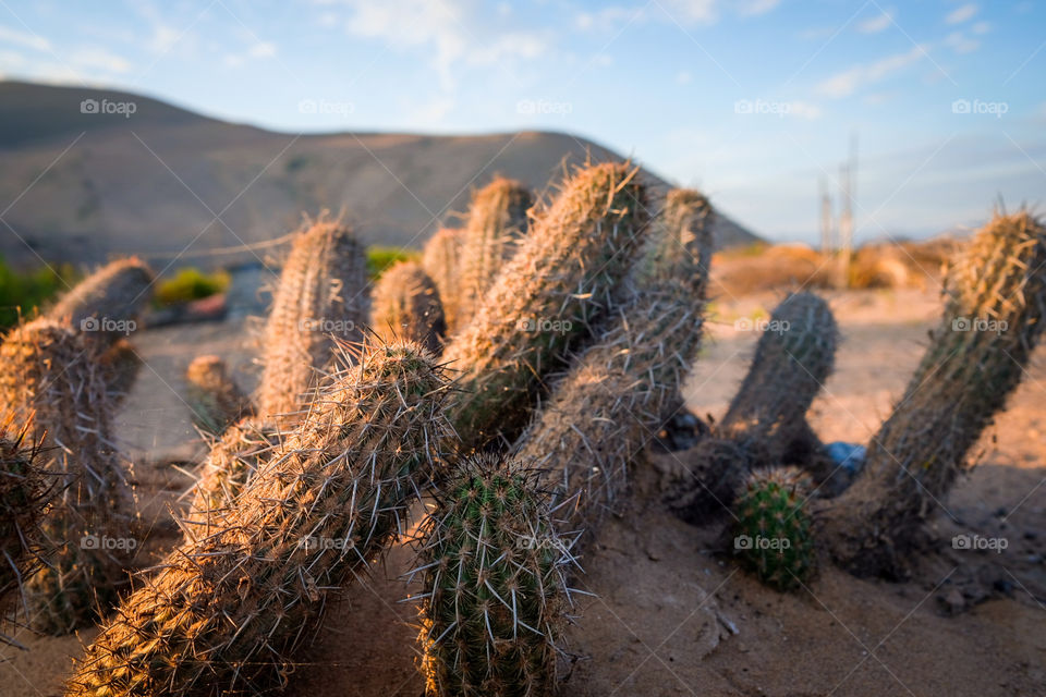 Cactus on sand