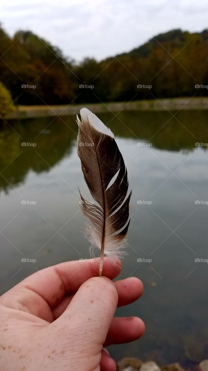 duck feather