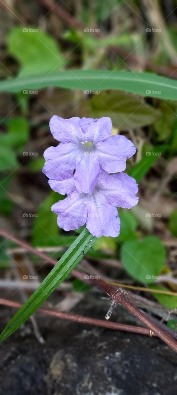 Image of a flower taken by myself, in the city of Itapetinga-Ba, with a Samsung brand Android device.