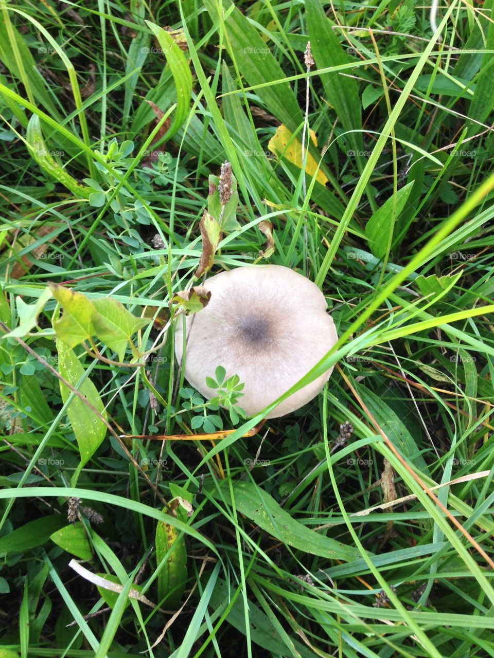 Elevated view of mushroom growing on grass