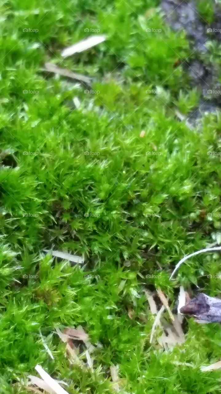 Macro photography of moss
