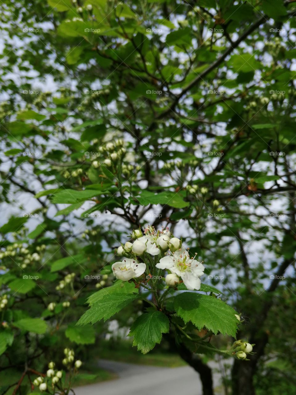 flowers on a tree