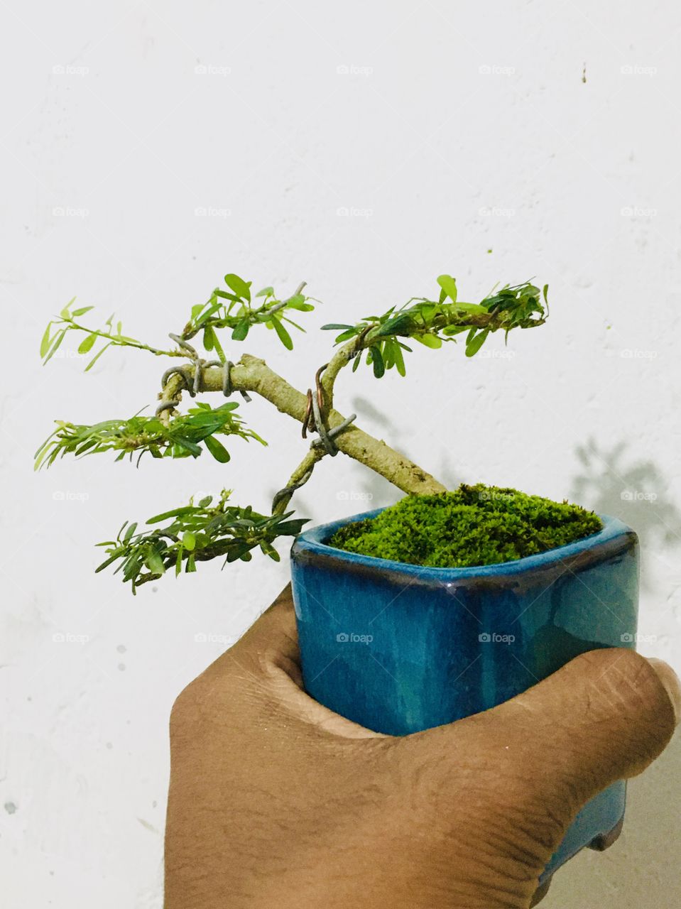 Training mini bonsai srilanka ,blue berry bonsai 