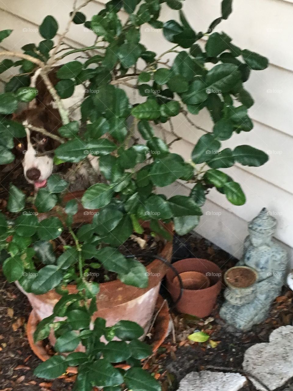 Dog peeking in the bushes