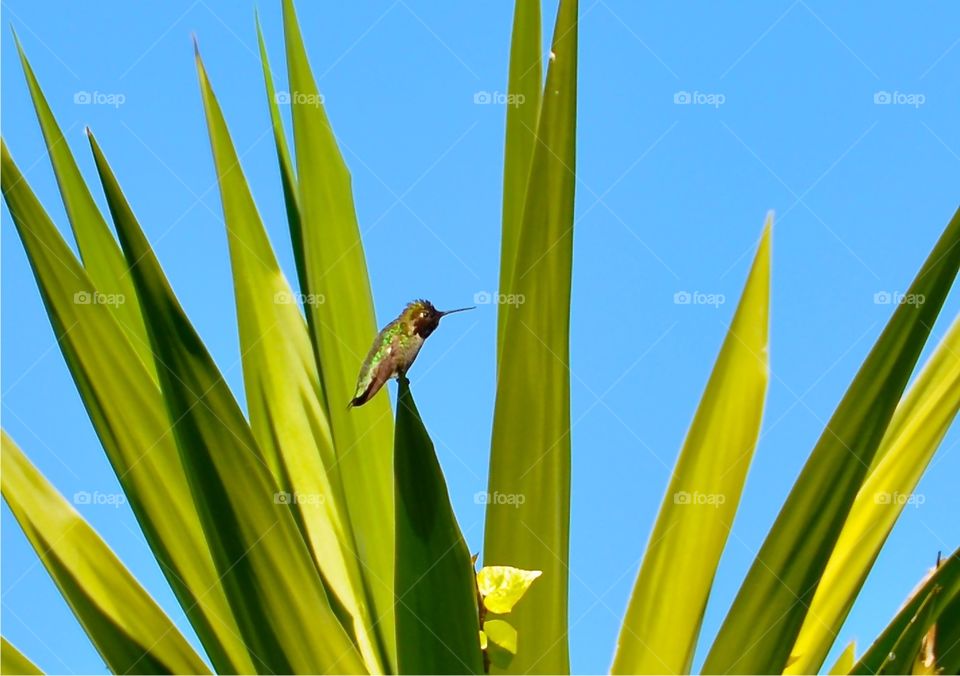 Hummingbird. Picture taken in San Diego, CA