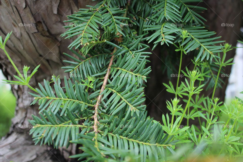 Spring green pine needles and bark 