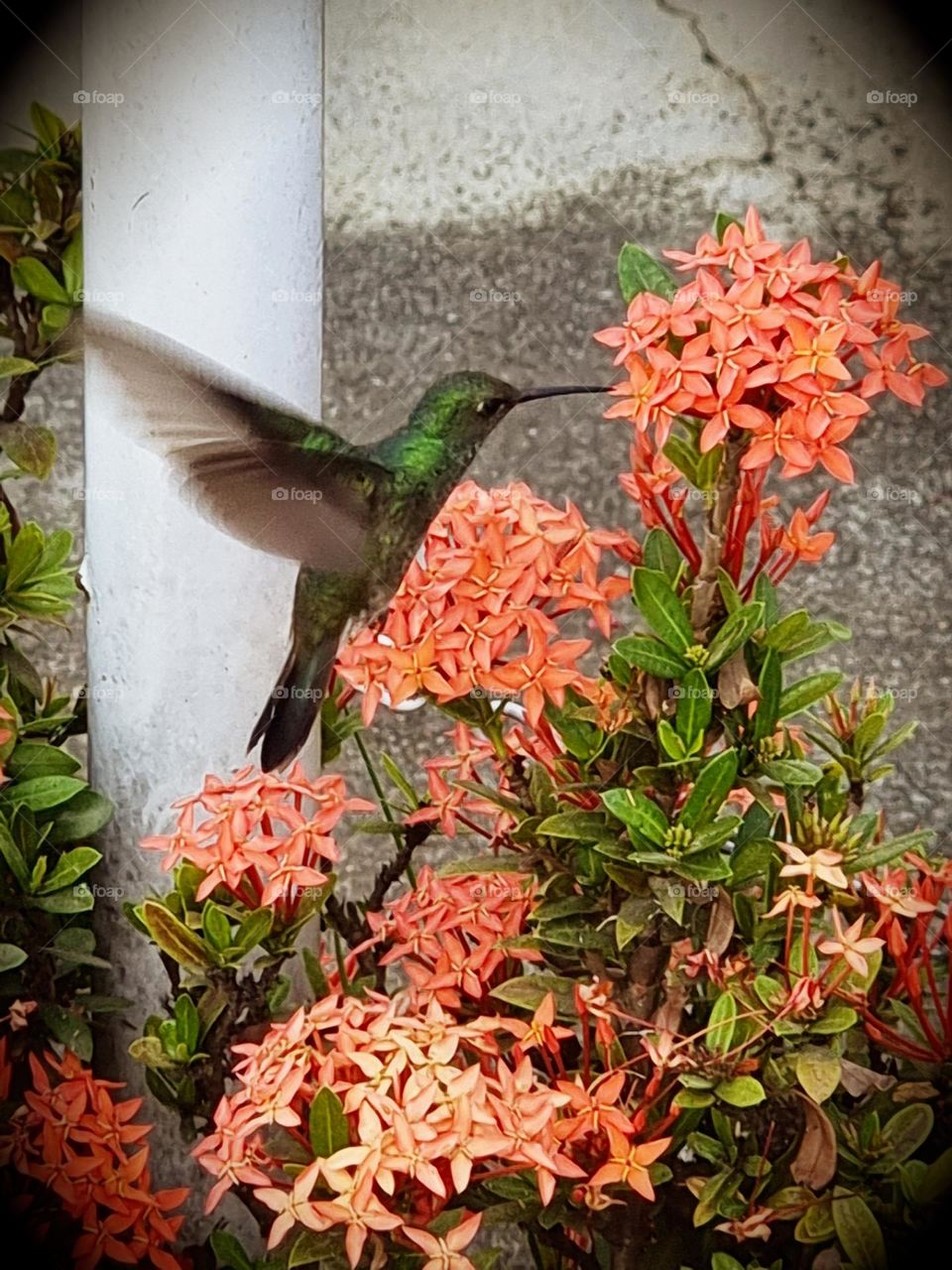 Hummingbird in the nectar of flowers