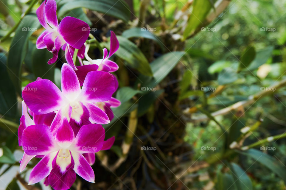 Pink orchid flowers blooming in the garden 