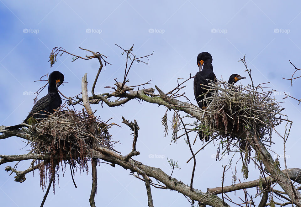 Cormorants with nest