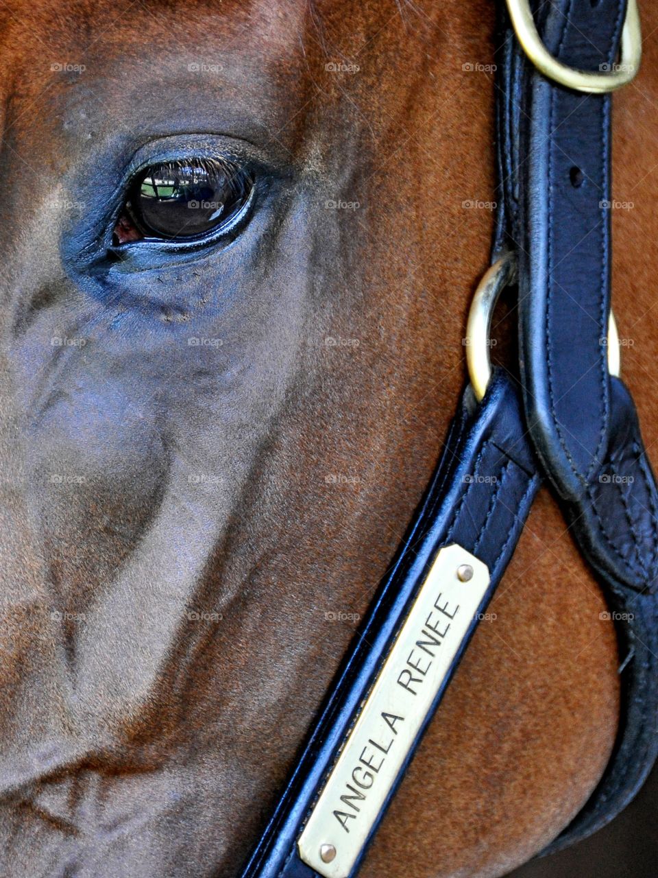 Angela Renee. Todd Pletcher chestnut filly Angrla Renee at Saratoga. 

Zazzle.com/FLEETPHOTO