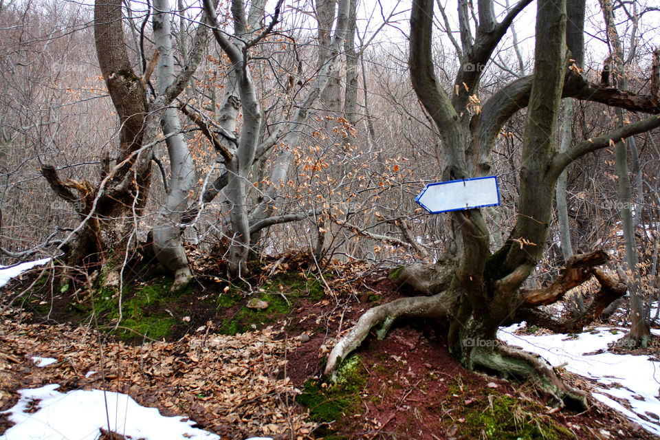 Trees in the forest, directional sign