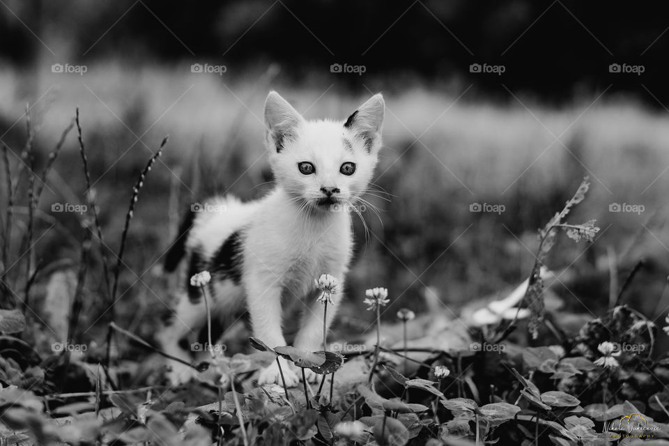 White cat in the grass