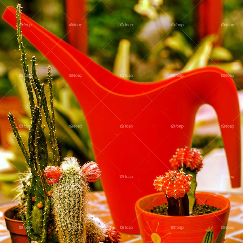 Watering can. Conservatory 