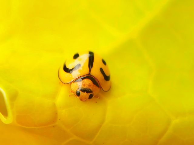 Yellow Ladybug