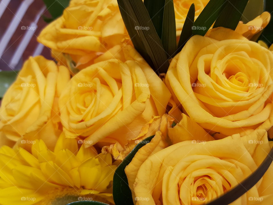 yellow roses