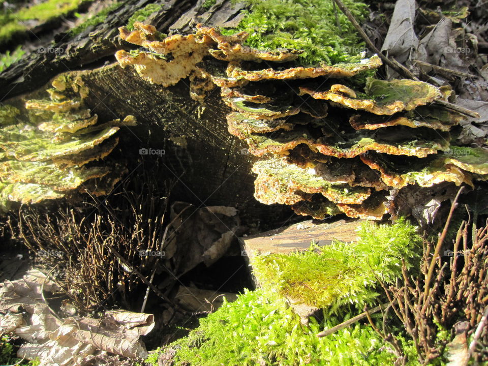 Bracket Fungus