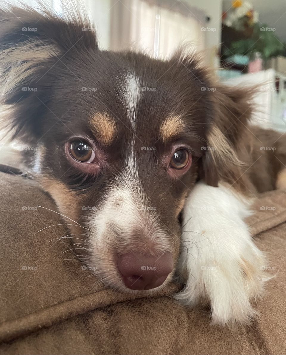 Tri Toy Aussie 