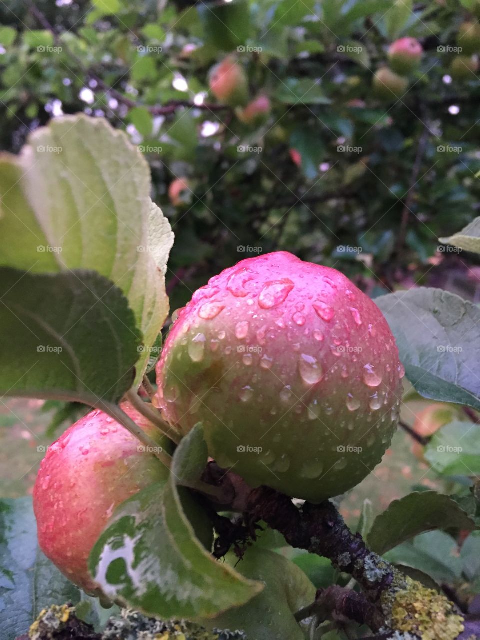 Apples with raindrops