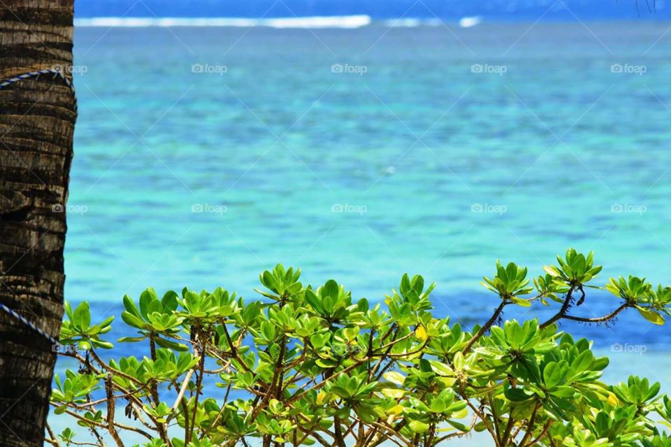 amazing background of ocean with green