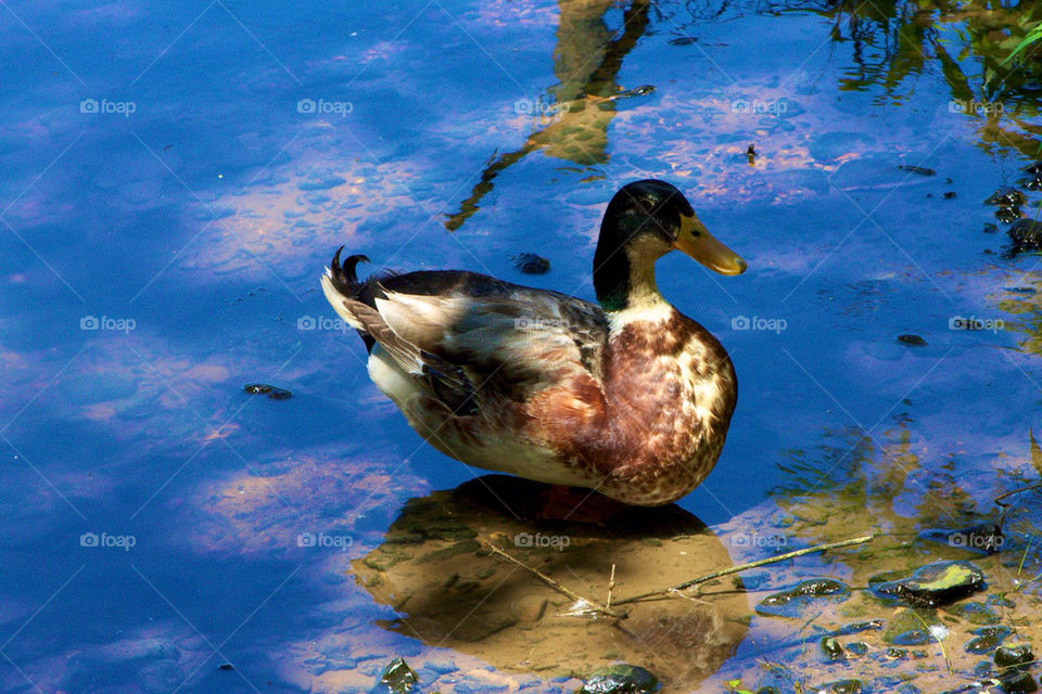 nature birds water duck by avphoto