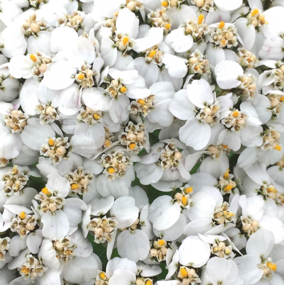 White yarrow