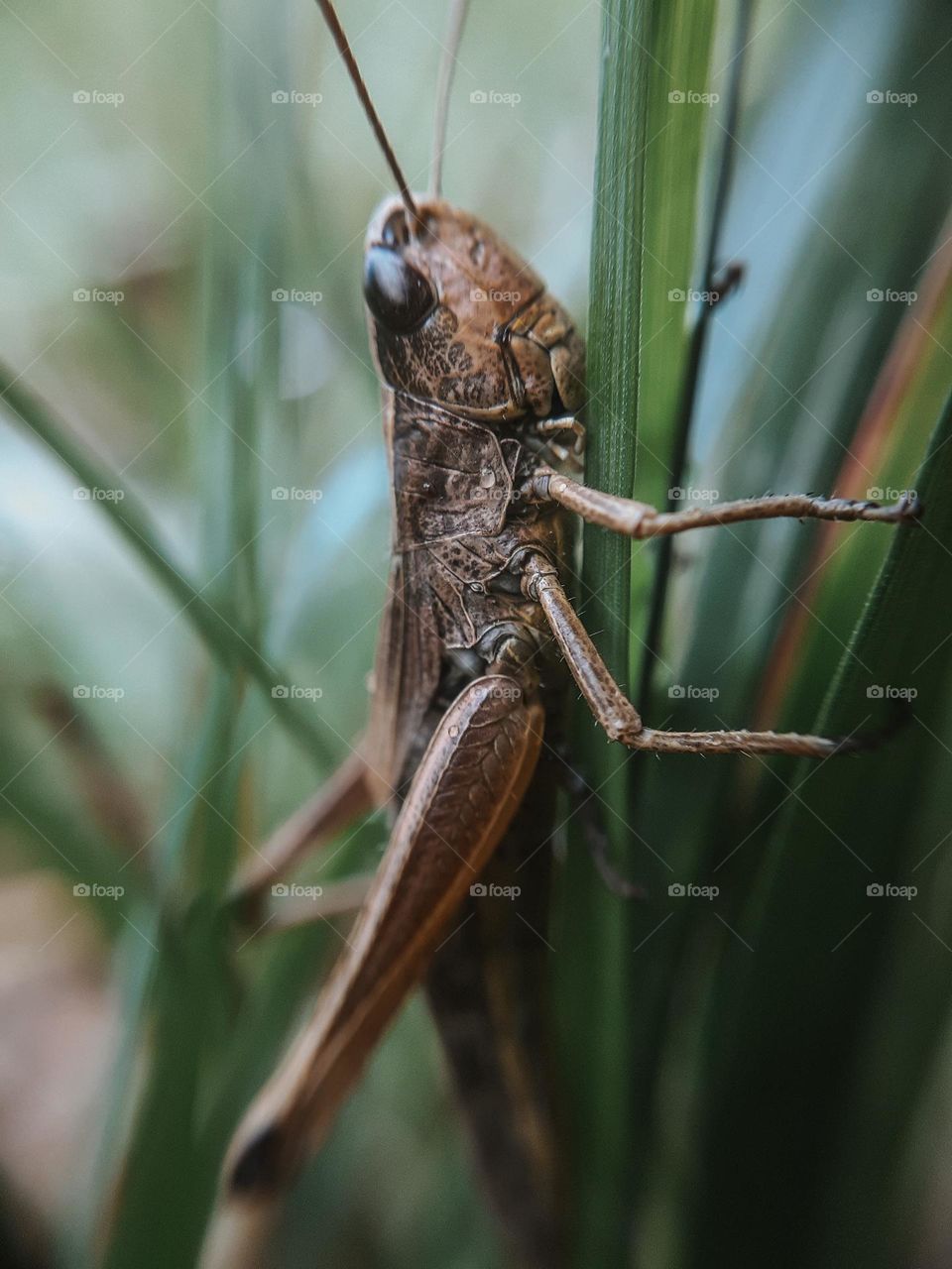 Photo of the Ukrainian locust