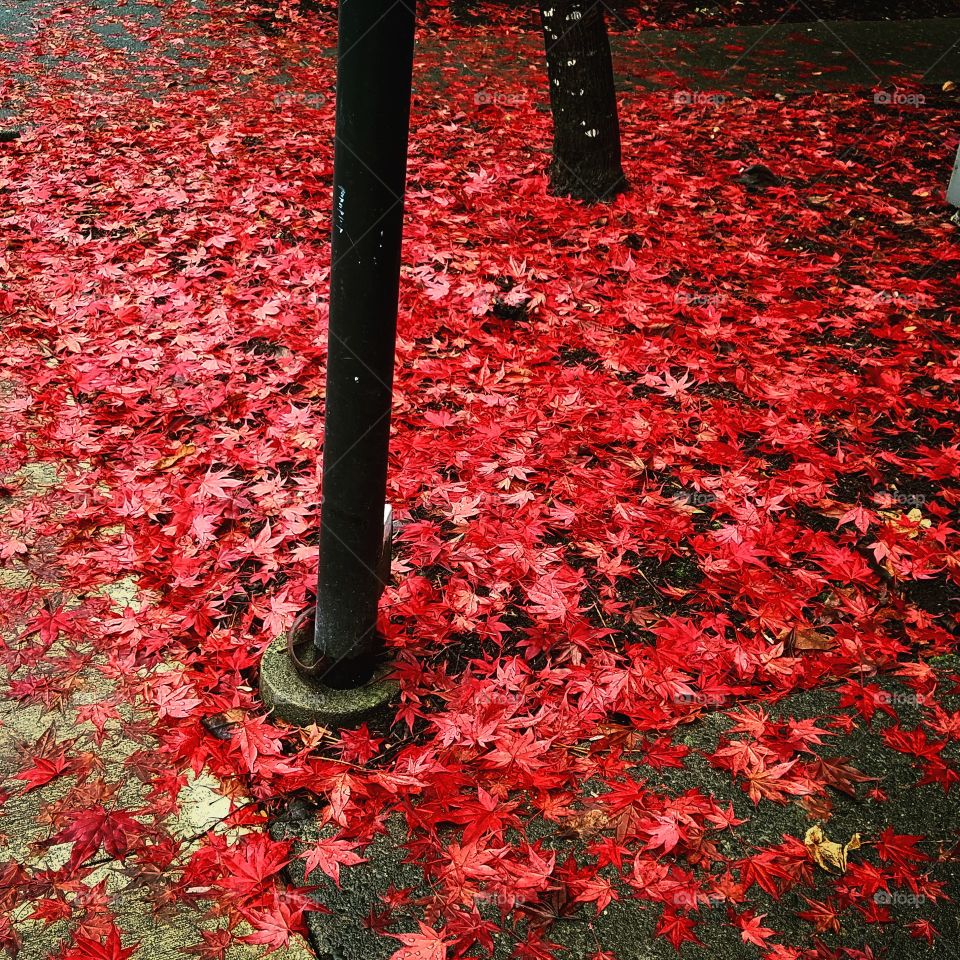 red and rainy