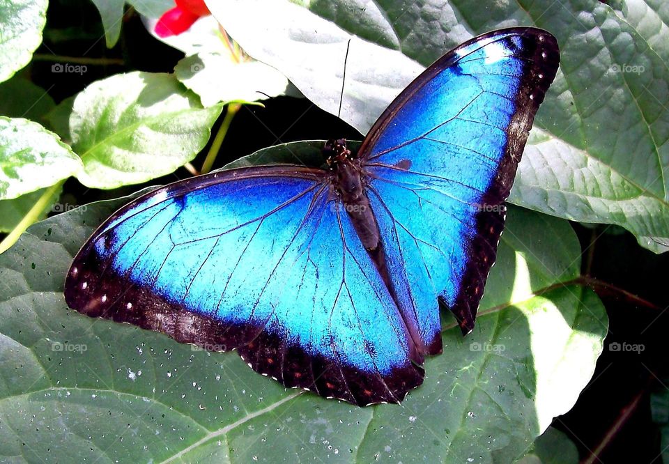 Beautiful blue butterfly 