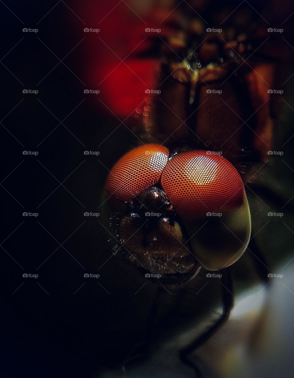 This dragonfly came up to me. He was hovering right in front of my face, and I was really examining him, thinking, How does he see me? I became enlightened.❤️