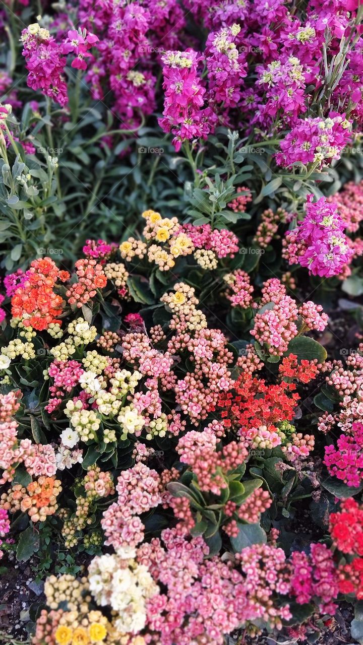 Colourful flowers in spiring frame