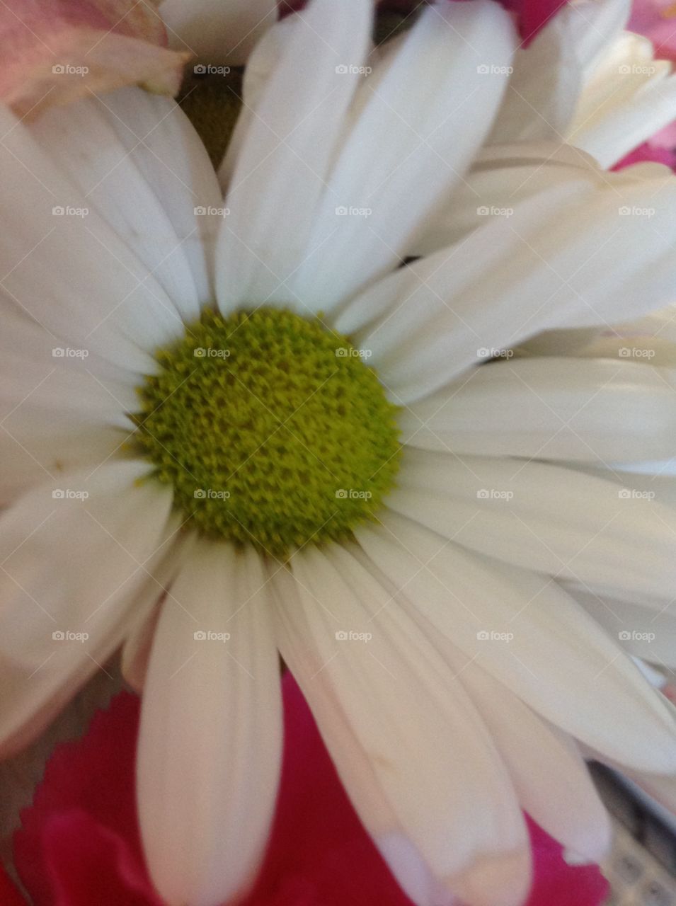 Beautiful white daisy.