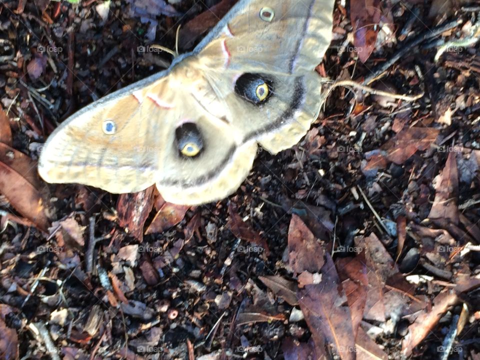 Captured the rarely seen Pokemon, The Grinning Mothra