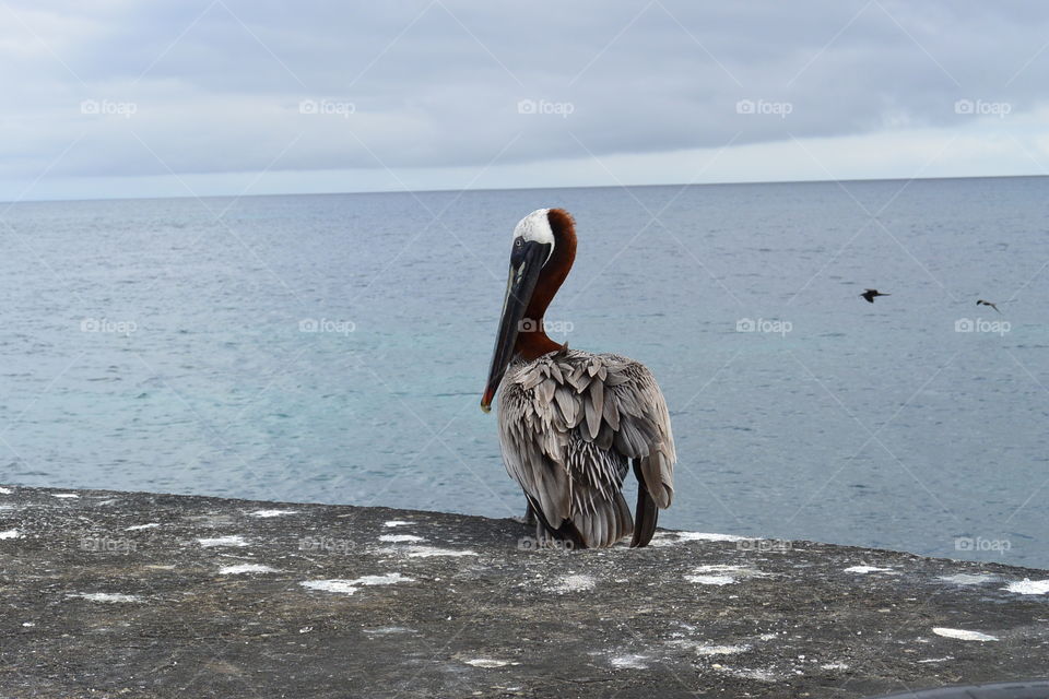 Pelican 