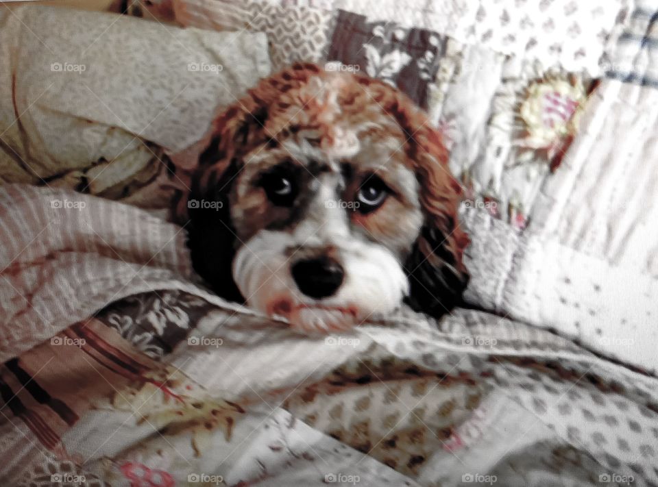 Dog in bed