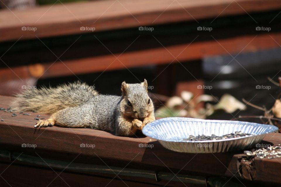 Squirrel sitting on deck